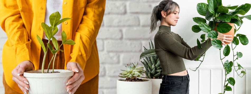 Decora tu hogar con plantas